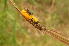 Chauliognathus imperialis