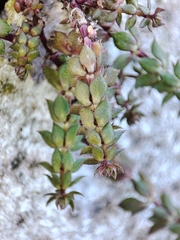 Sherardia arvensis