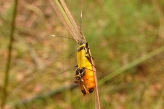 Chauliognathus imperialis