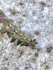 Sherardia arvensis