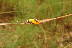 Chauliognathus imperialis