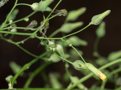 Youngia thunbergiana