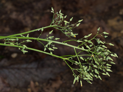 Youngia thunbergiana