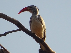 Tockus erythrorhynchus