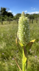 Polygala timoutoides