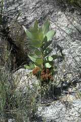 Protea witches broom phytoplasma