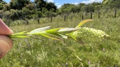 Polygala timoutoides