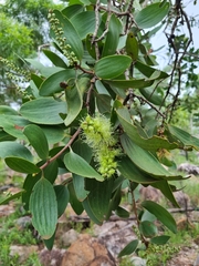 Melaleuca viridiflora