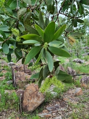 Melaleuca viridiflora