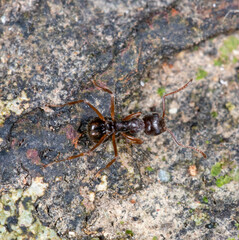 Dolichoderus thoracicus