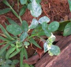 Oxalis barrelieri