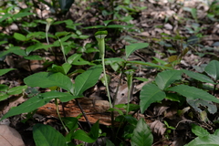 Arisaema penicillatum