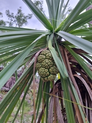 Pandanus spiralis