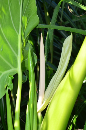 Alocasia macrorrhizos