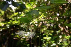 Capparis lanceolaris