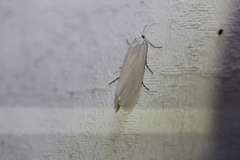 Tipanaea