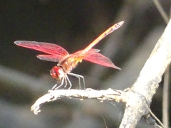 Trithemis