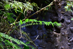Polygonatum arisanense