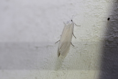 Tipanaea