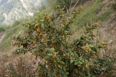 Berberis pengii