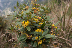 Berberis pengii