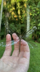 Haploglenius peruvianus