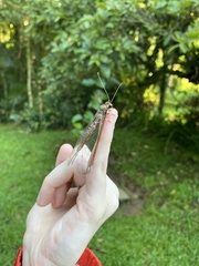 Haploglenius peruvianus