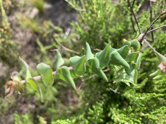 Polygala fruticosa