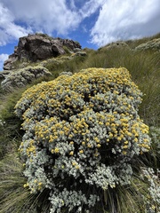Helichrysum trilineatum