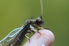 Haploglenius peruvianus