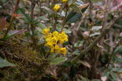 Berberis pengii