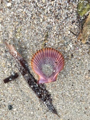 Mimachlamys asperrima