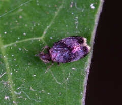 Lepidopsocidae
