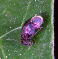 Lepidopsocidae