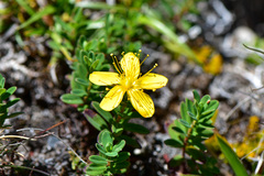 Hypericum nagasawae