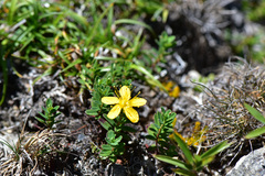 Hypericum nagasawae