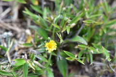 Picris hieracioides morrisonensis