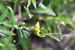 Picris hieracioides morrisonensis