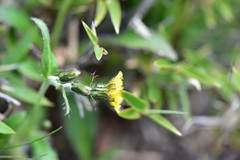 Picris hieracioides morrisonensis