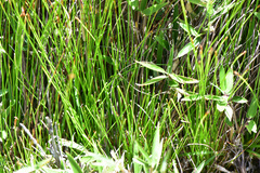 Trichophorum subcapitatum