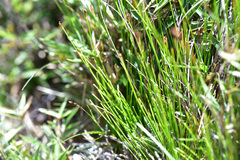 Trichophorum subcapitatum