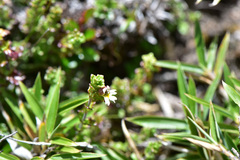 Euphrasia transmorrisonensis