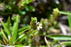 Euphrasia transmorrisonensis