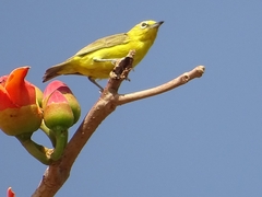 Zosterops senegalensis