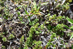 Euphrasia transmorrisonensis