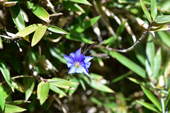 Gentiana arisanensis