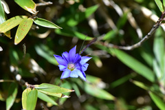 Gentiana arisanensis