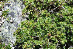 Juniperus formosana