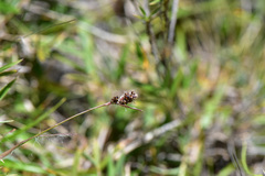 Luzula taiwaniana