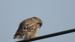 Athene noctua